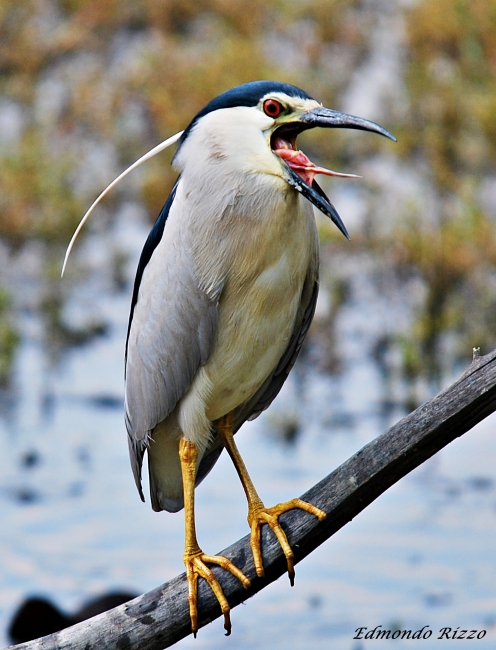 Avifauna humor
